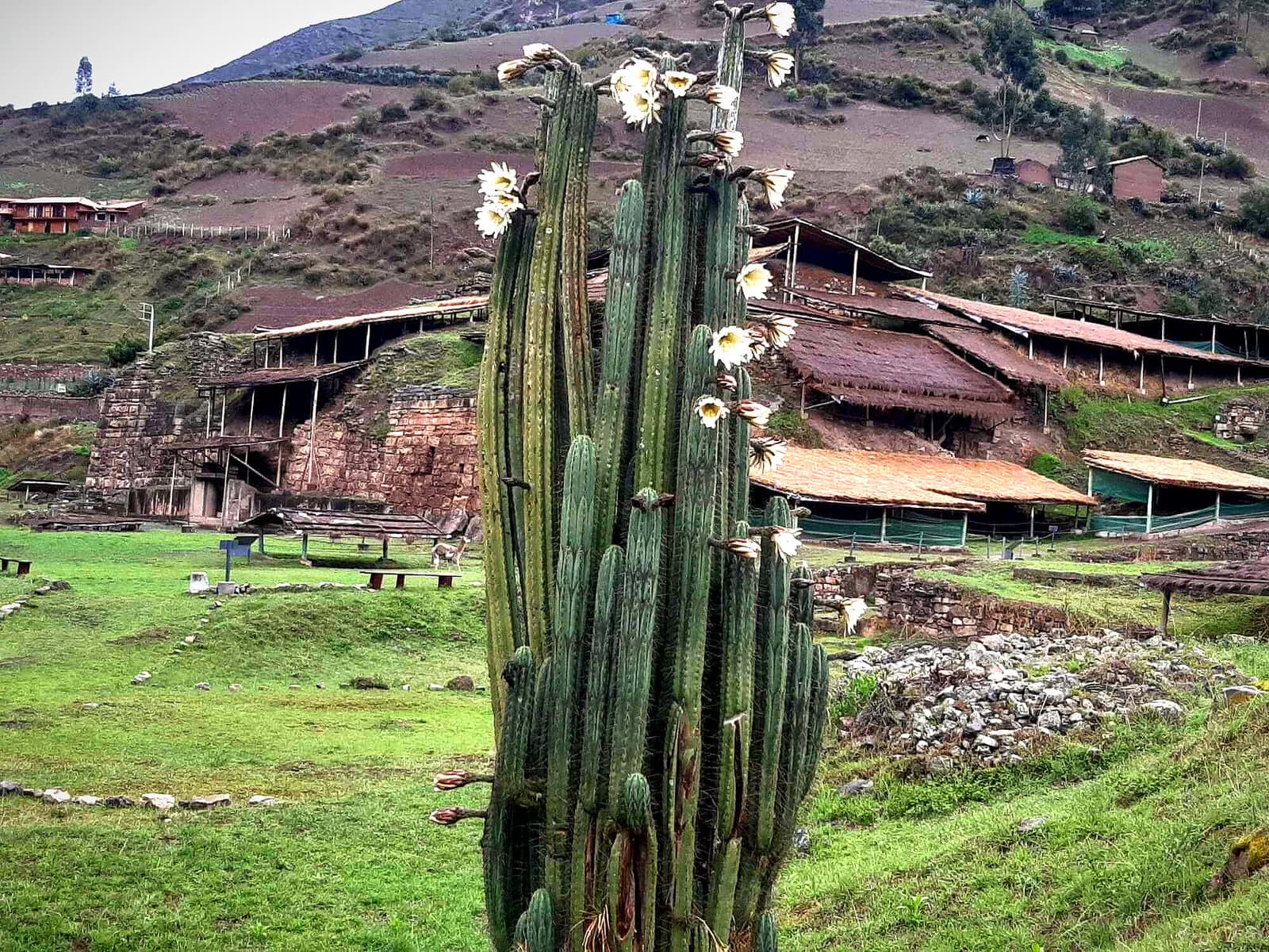 Huachuma cactus